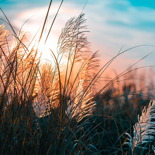 nature-therapy-wb 2a