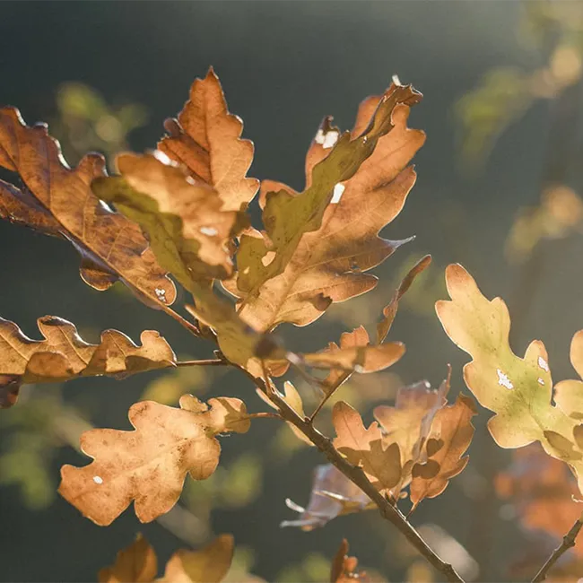 nature-therapy-wb 4a
